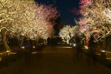 夜梅祭（偕楽園）