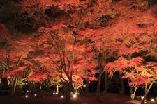 長瀞紅葉まつり