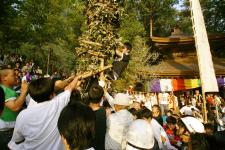 藤切り祭り（大善寺）