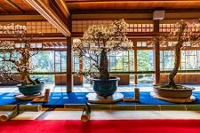 長浜盆梅展（慶雲館）