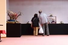 長浜盆梅展（慶雲館）