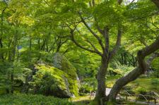 宝厳院特別拝観（春）