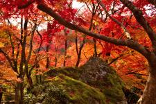 宝厳院特別拝観（秋）