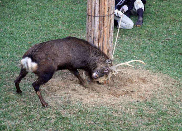 鹿の角切り（奈良公園鹿苑）