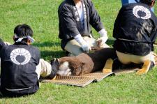 鹿の角切り（奈良公園鹿苑）