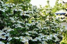 「御影堂供華園」特別開園（唐招提寺）