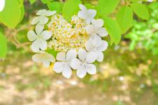 「御影堂供華園」特別開園（唐招提寺）