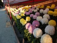 西日本菊花大会