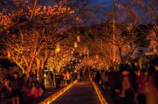 本妙寺桜灯籠