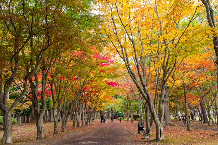 【函館】見晴公園(香雪園) ドライブコンサルタント