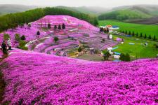 東藻琴芝桜公園