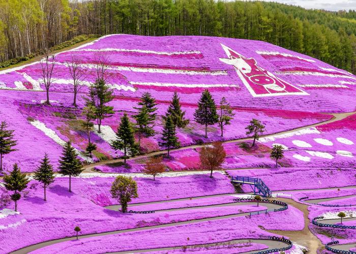 東藻琴芝桜公園