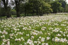 百合が原公園