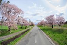 二十間道路桜並木
