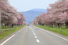 二十間道路桜並木