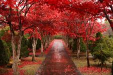 平岡樹芸センター