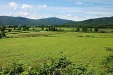 幌加内町の蕎麦畑