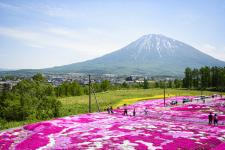 三島さんちの芝桜