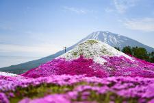 三島さんちの芝桜