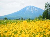 三島さんちの芝桜