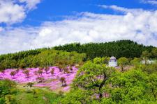 芝ざくら滝上公園
