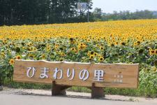 北竜町ひまわりの里