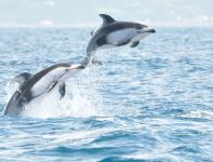 室蘭イルカ・クジラウォッチング