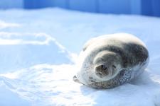 おびひろ動物園