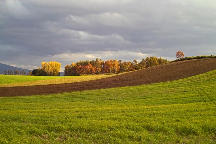 フラワーランドかみふらの
