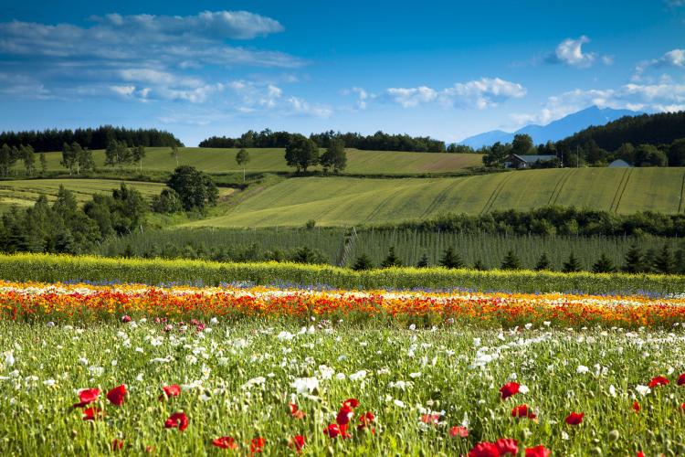 フラワーランドかみふらの