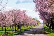桜六花公園