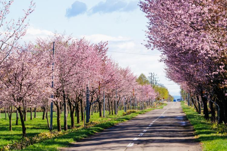 桜六花公園 ドライブコンサルタント 桜六花公園 ドライブコンサルタント