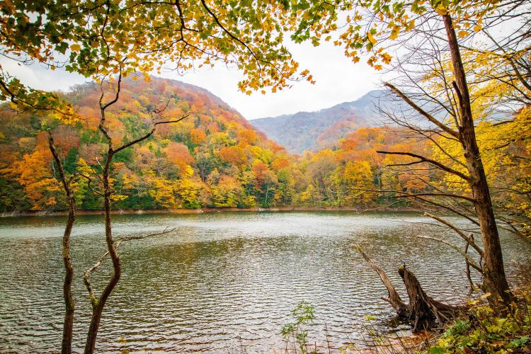 十二湖(白神山地)