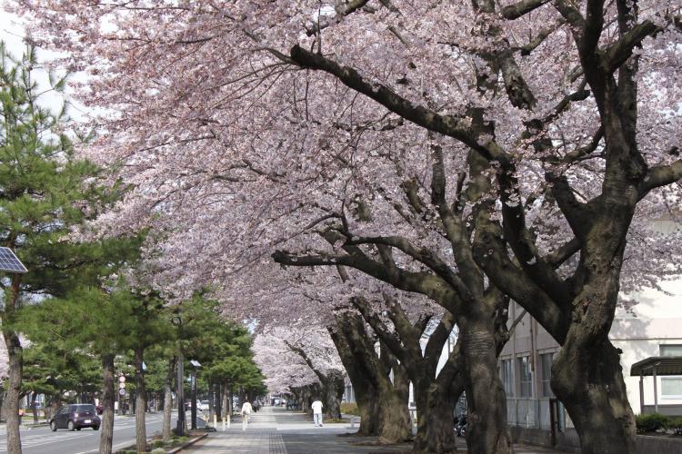 十和田市官庁街通り