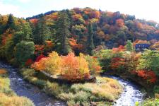 中野もみじ山（中野神社）