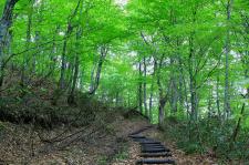 白神山地（ブナ林散策道）