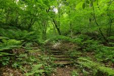 白神山地（ブナ遺伝資源保存林）