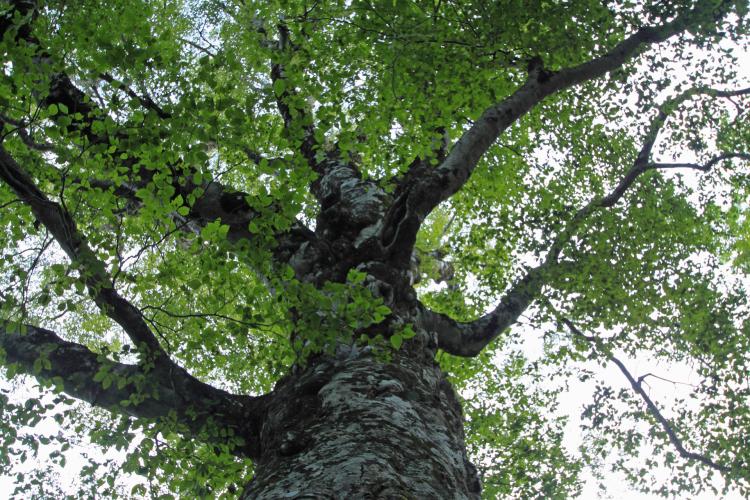 白神山地 マザーツリー ドライブコンサルタント 白神山地 マザーツリー ドライブコンサルタント