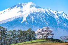 為内の一本桜