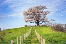 為内の一本桜