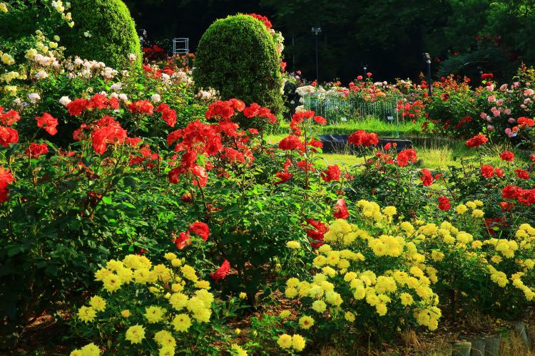 花巻温泉　バラ園