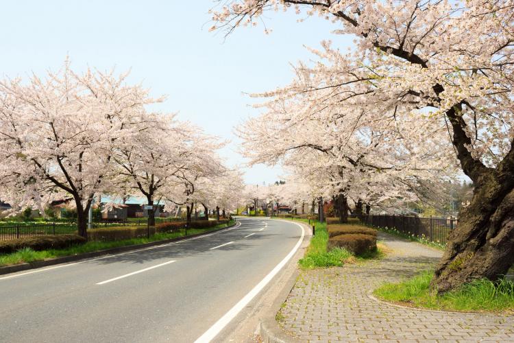 平泉町県道300号線（旧国道4号線）の桜