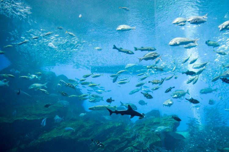 仙台うみの杜水族館