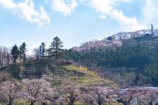 船岡城址公園