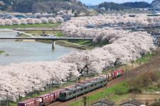白石川堤一目千本桜