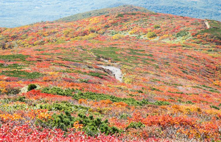 栗駒山 いわかがみ平 ドライブコンサルタント