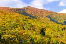 栗駒山（いわかがみ平）