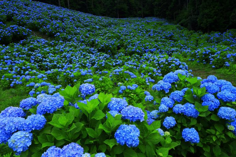 赤坂公衆園 ドライブコンサルタント 赤坂公衆園 ドライブコンサルタント