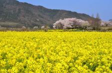 角田市　菜の花畑