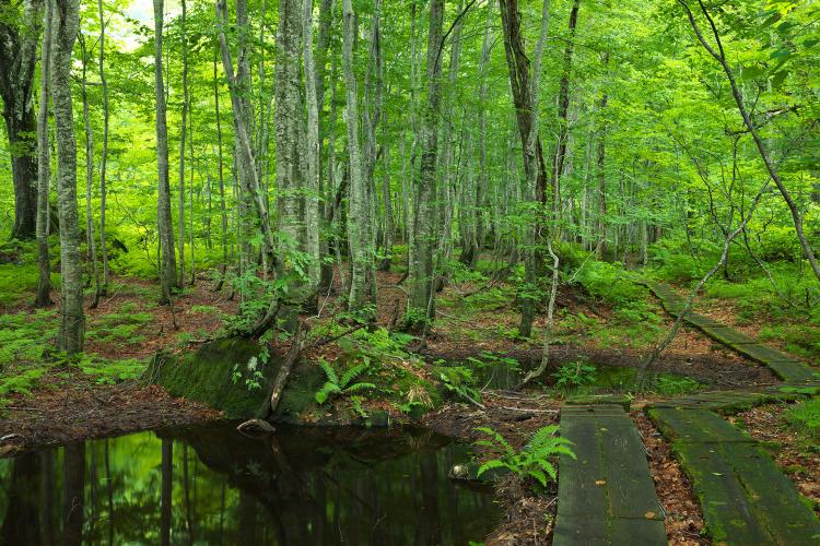 【世界遺産】白神山地(秋田県)藤里コース ドライブコンサルタント